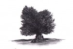 200 year old Olive tree 2007 by Antonia Chaffey